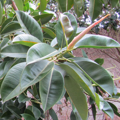 Bourgeon de Ficus elastica