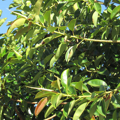 Feuillage du Ficus elastica