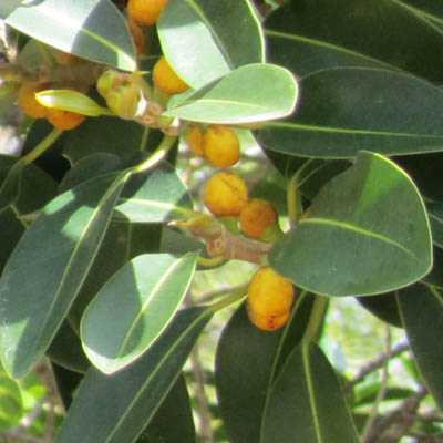 Figues de Ficus elastica