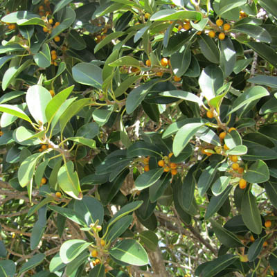 Ficus elastica en fruits