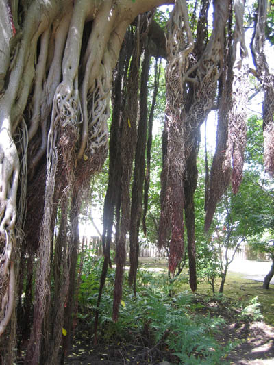 racines de Ficus elastica