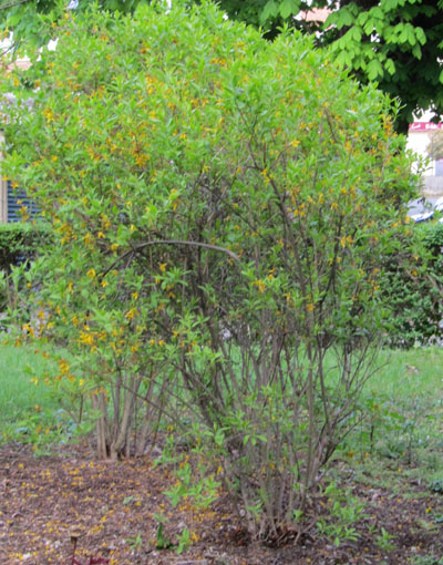 Forsythi aprs la floraison au mois de mai