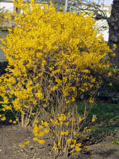 Forsythia fleuri au mois d'Avril