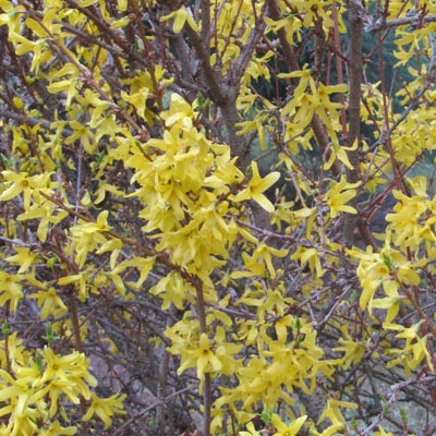 floraison du Forsythia