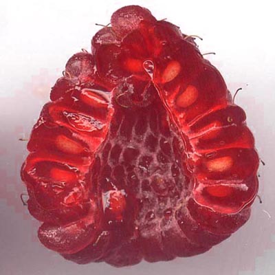 Framboise coupée longitudinalement