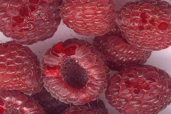 Fruits de frapmboisier prêts à être consommés