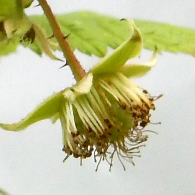 Fleurs de Framboisier