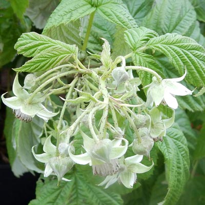 Fleurs de Framboisier