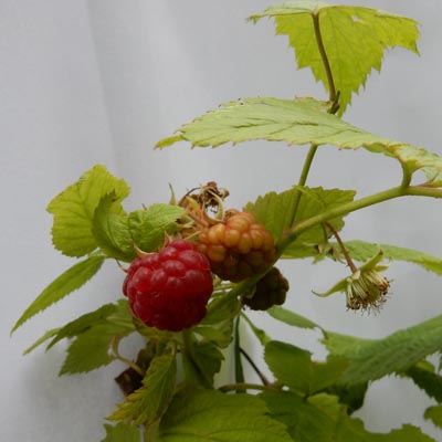 Fruits de Framboisier