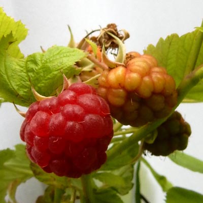 Fruit de Framboisier