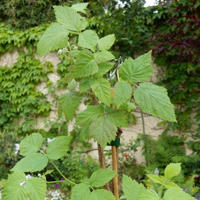 framboisier