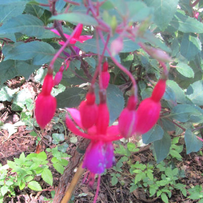Boutons de fleurs de Fuchsia
