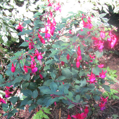Buissson de Fuchsia