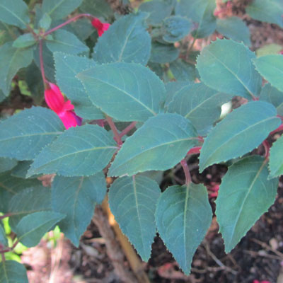 Feuillage de Fuchsia