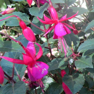 Fleurs épanouies de Fuchsia