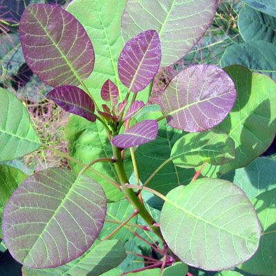 Feuilles ovales du Fustet; elles prennent une couleur violace en t 
