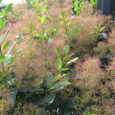 Aprs la floraison du Fustet, les pdoncules des fleurs striles se dveloppent et miment une chevellure abondante d'o le nom d'arbre  perruques 