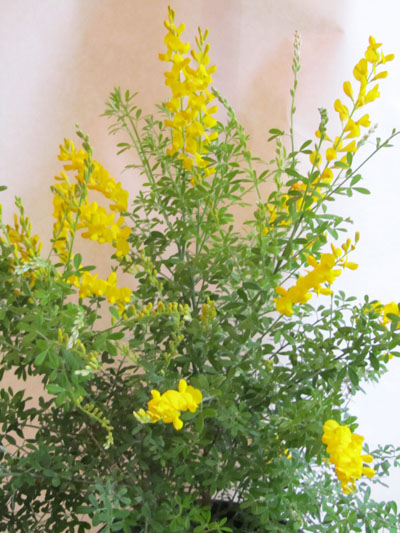Genêt des Canaries ou Genista racemosa