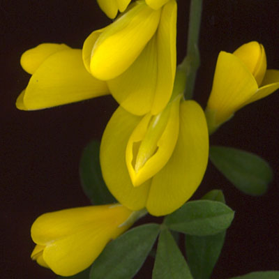 Fleurs de Genista racemosa
