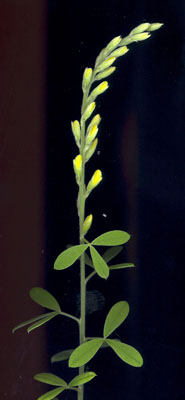 inflorescence en bouton de genista racemosa