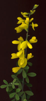 Inflorescence épanouie