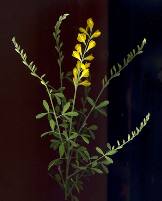 Inflorescence de Genista racemosa