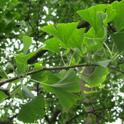 Feuillage u Gingko