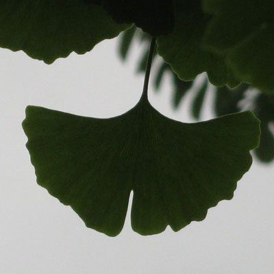Feuille de Gingko
