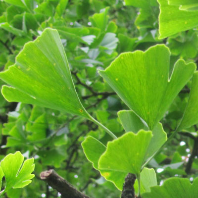 Feuilles de Gingko