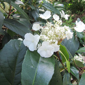 hortensia à feuilles simples et vernies