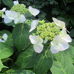 hortensia blanc