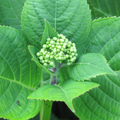 Bourgeon à fleur d'Hortensia