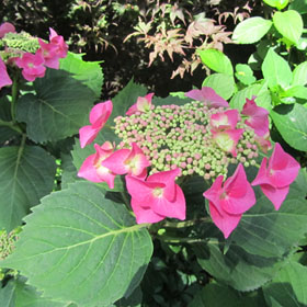 hortensia rouge