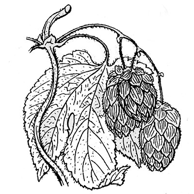Dessin d'un cone adulte de Houblon