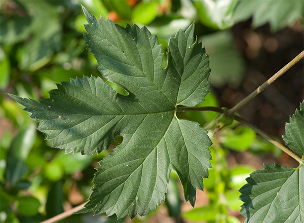 les feuilles du Houblon sont plus ou moins découpées