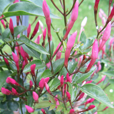 Boutons de fleurs de Jasmin