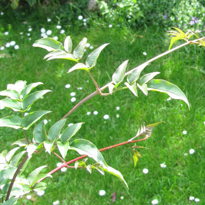 Feuilles de Jasmin