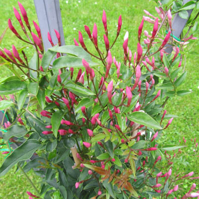 Pied de Jasmin en boutons