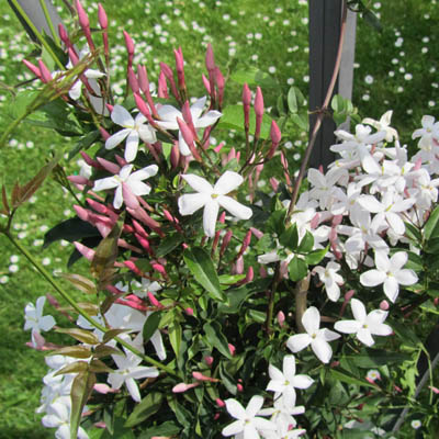 Pied de Jasmin en fleurs