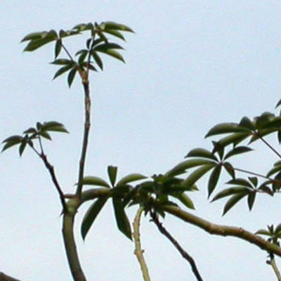 Feuilles palmées de Kapokier