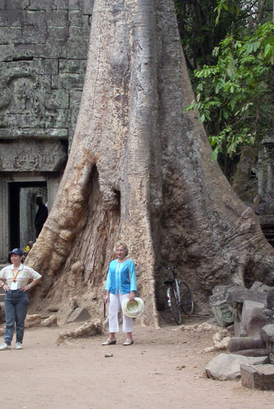 contrefort d'un fromager devant le temple de TaPhrom à Angkor