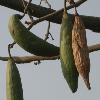 fruitd du Kapokier