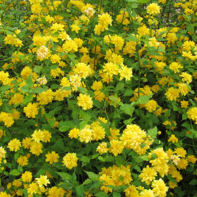 Kerria en fleur