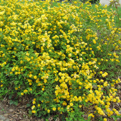 Buisson fleuri de Kerria
