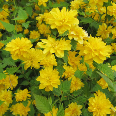 Fleurs de Kerria