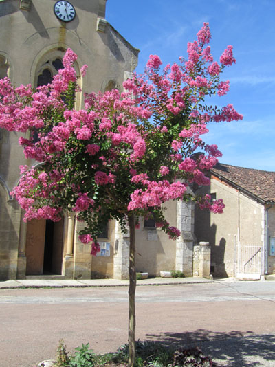 Port d'un Lagerstroemia 