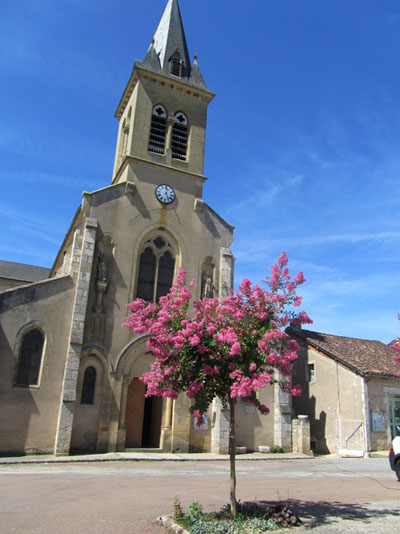Des lilas d'Inde (Lagerstroemia) sur la place de l'église de Concots