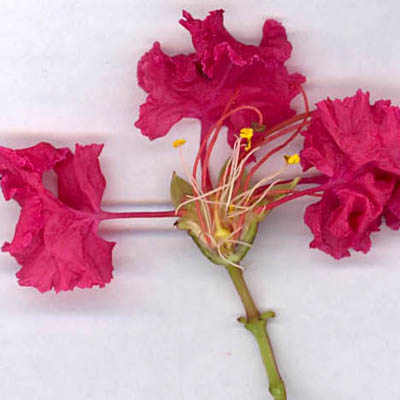 Coupe d'une fleur épanouie de lagerstroemia