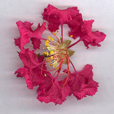 ouverture de la fleur de lagerstroemia