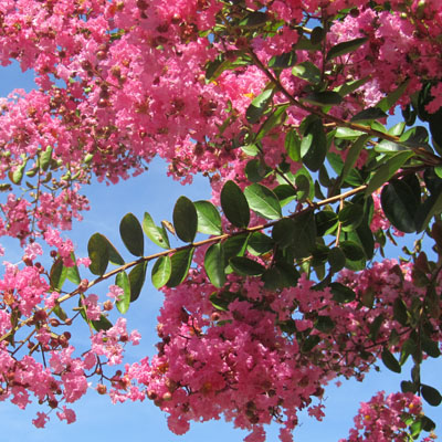 Feuillage du Lagerstroemia